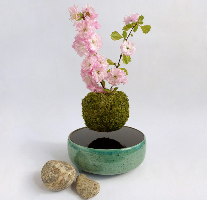 Air Flower, Kickstarter, levitating plants, levitating bonsai, zen garden, bonsai, plants, flowers, cactus, technology, nature