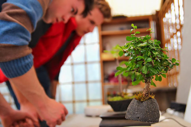 Air Flower, Kickstarter, levitating plants, levitating bonsai, zen garden, bonsai, plants, flowers, cactus, technology, nature