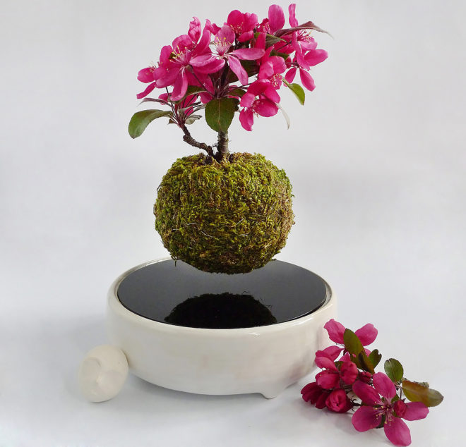 Air Flower, Kickstarter, levitating plants, levitating bonsai, zen garden, bonsai, plants, flowers, cactus, technology, nature