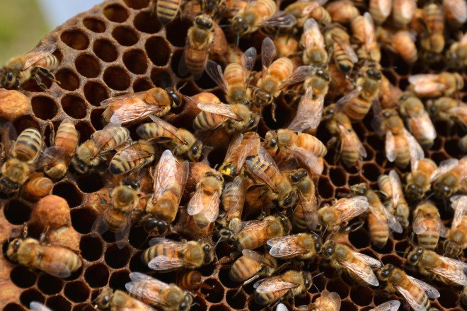 Bees, bees dying, EPA, Environmental Protection Agency, rally, bee hive, save the bees, protect bees, insects, honey, Keep The Hives Alive