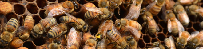Bees, bees dying, EPA, Environmental Protection Agency, rally, bee hive, save the bees, protect bees, insects, honey, Keep The Hives Alive