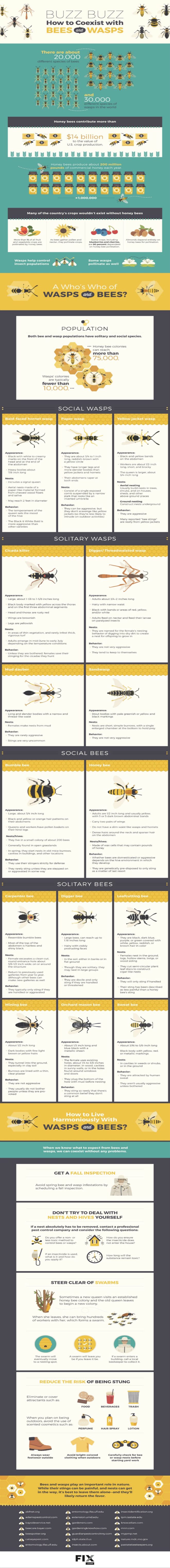 bees, save the bees, bee conservation, wasps,