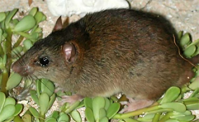 Bramble Cay melomys, melomys, rodent, mammal, mammal species, extinct, extinct species, extinct mammal species, Bramble Cay, Australia, Papua New Guinea, climate change, global warming, rising sea levels