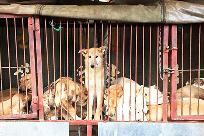 china, yulin, yulin dog meat festival, animal abuse, animal torture, eating animals, meat consumption, eating dog meat, animal rights, rural China, animal rights protests, humane society, humane society international, animal hope and wellness foundation, the compassion project