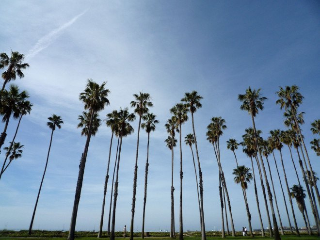 Trees, California, California trees, California street trees, street trees, University of California Davis, UC Davis, USDA Forest Service, carbon storage, climate change, energy savings