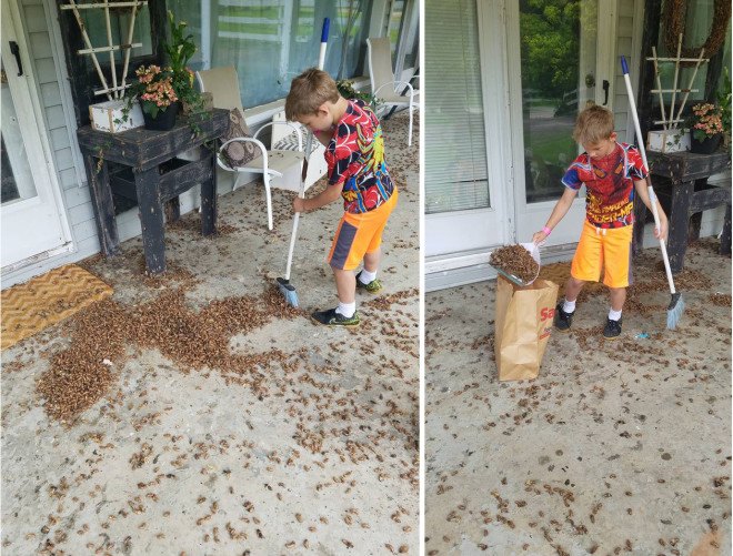 cicada, cicadas, insects, 17 year cicadas, northern ohio, cicada brood, mansfield, ohio, life cycle