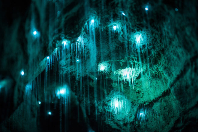 Glowworms, glow worms, caves, cave, Shaun Jeffers, photography, Shaun Jeffers Photography, Discover Waitomo, Waitomo Glowworm Cave, Ruakuri Cave