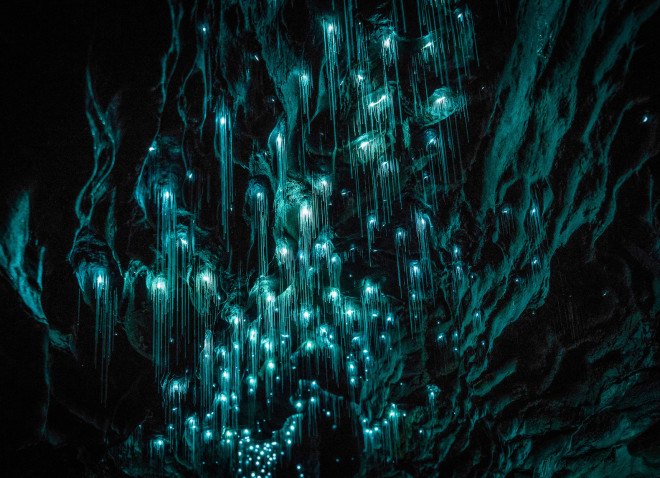 Glowworms, glow worms, caves, cave, Shaun Jeffers, photography, Shaun Jeffers Photography, Discover Waitomo, Waitomo Glowworm Cave, Ruakuri Cave