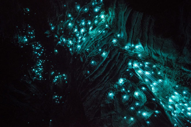 Glowworms, glow worms, caves, cave, Shaun Jeffers, photography, Shaun Jeffers Photography, Discover Waitomo, Waitomo Glowworm Cave, Ruakuri Cave