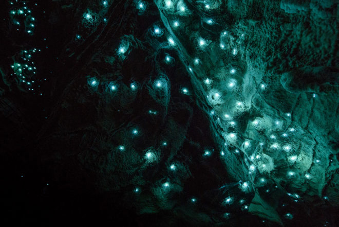 Glowworms, glow worms, caves, cave, Shaun Jeffers, photography, Shaun Jeffers Photography, Discover Waitomo, Waitomo Glowworm Cave, Ruakuri Cave