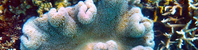coral bleaching, great barrier reef, global warming, climate change, oceans, ocean temperature, australia, el nino