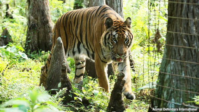 rescued circus tiger, circus tiger, rescued tiger, hoover the tiger, animal defenders international, big cat rescue, florida big cat sanctuary, animal rights, animal rescue, animal cruelty, circus animal abuse