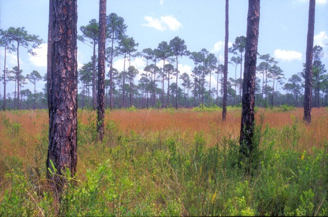 herbicide, glyphosate, native species, invasive species, north america, wildlands, tribal lands, federal lands