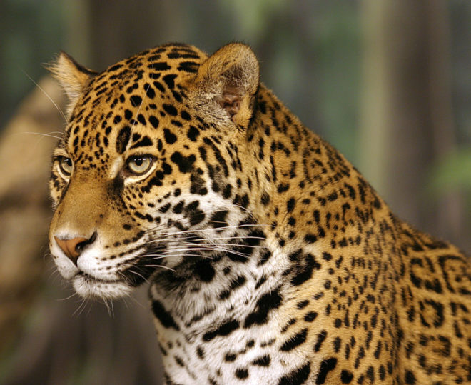 Jaguars, jaguar, Juma, Brazil, Rio 2016, 2016 Olympics, 2016 Olympic games, torch relay, Olympic torch relay, animals, animal rights, animal death