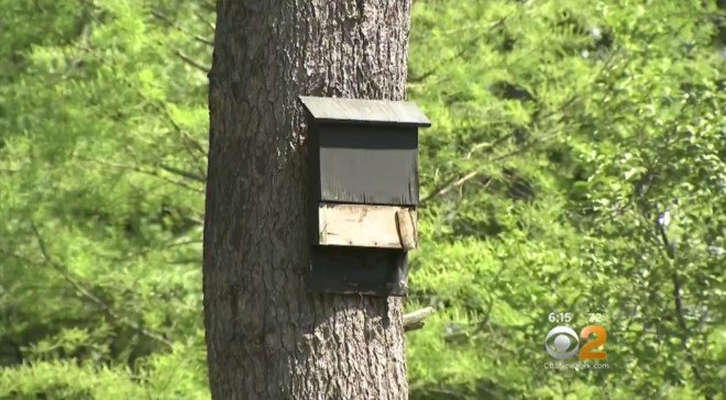 zika, zika control, bat box, bat boxes, north hempstead, long island mosquito, mosquito control, how to control mosquitoes, how to kill mosquitoes, zika mosquito, natural mosquito defense, mosquito control, zika control, zika new york, zika nyc