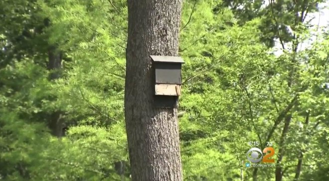 zika, zika control, bat box, bat boxes, north hempstead, long island mosquito, mosquito control, how to control mosquitoes, how to kill mosquitoes, zika mosquito, natural mosquito defense, mosquito control, zika control, zika new york, zika nyc