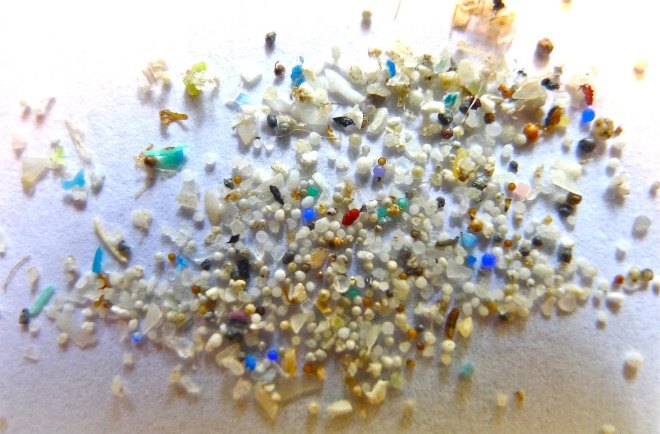 microplastics, microbeads, plastic, ocean waste, ocean plastic, garbage, ocean trash, fish, conservation, ecosystem, perch, pike, science