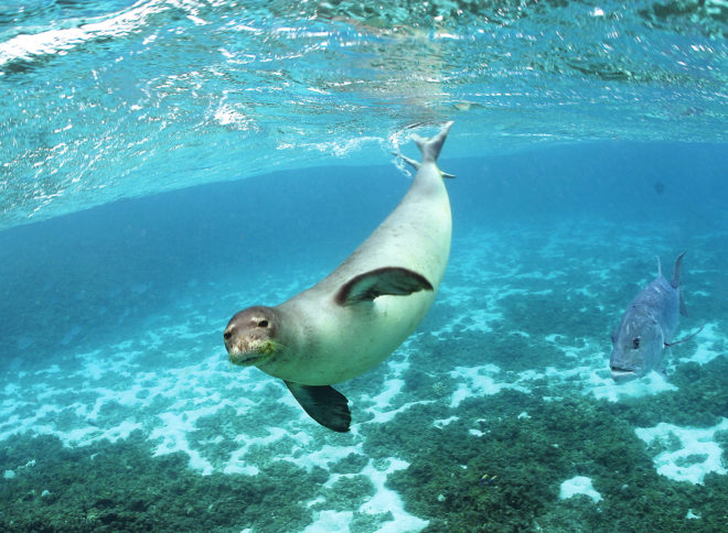 Papahānaumokuākea Marine National Monument, Papahānaumokuākea, Hawaii, marine reserves, protected waters, endangered species protection, Obama, conservation