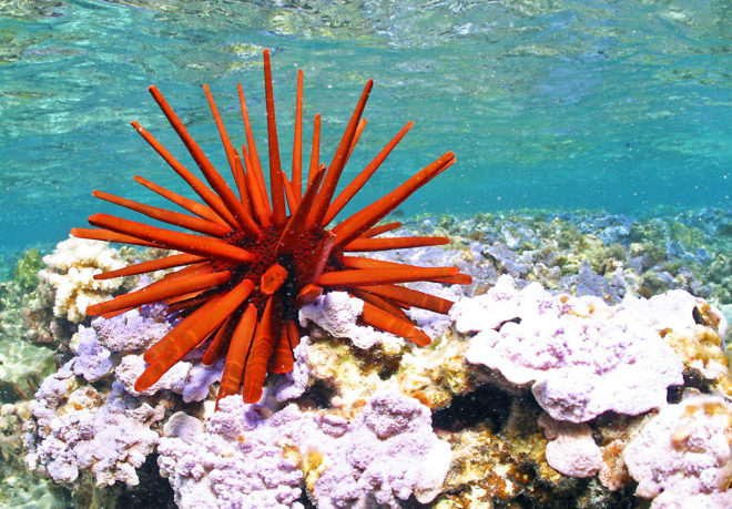 Papahānaumokuākea Marine National Monument, Papahānaumokuākea, Hawaii, marine reserves, protected waters, endangered species protection, Obama, conservation