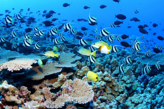 Papahānaumokuākea Marine National Monument, Papahānaumokuākea, Hawaii, marine reserves, protected waters, endangered species protection, Obama, conservation