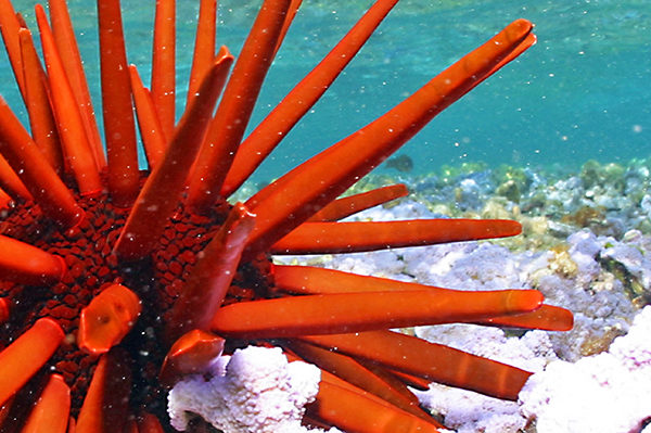 Papahānaumokuākea Marine National Monument, Papahānaumokuākea, Hawaii, marine reserves, protected waters, endangered species protection, Obama, conservation