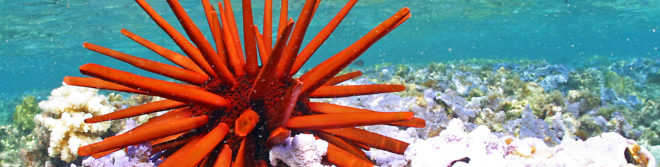 Papahānaumokuākea Marine National Monument, Papahānaumokuākea, Hawaii, marine reserves, protected waters, endangered species protection, Obama, conservation