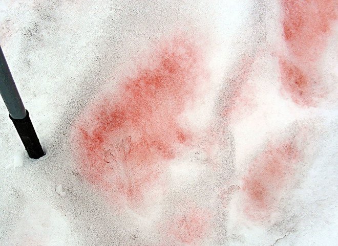 Pink snow, red snow, colorful snow, glaciers, climate change, Arctic, Antarctica, melting, warm temperatures, raising temperatures, algae bloom, snow algae, algae