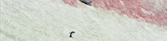 Pink snow, red snow, colorful snow, glaciers, climate change, Arctic, Antarctica, melting, warm temperatures, raising temperatures, algae bloom, snow algae, algae