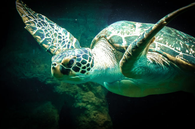 sea turtle, selfies, animal abuse, animal welfare, turtle, lebanon, animals lebanon, animal rescue, sea animals, marine life