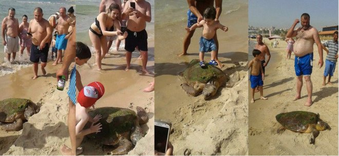 sea turtle, selfies, animal abuse, animal welfare, turtle, lebanon, animals lebanon, animal rescue, sea animals, marine life
