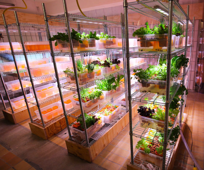 Space10, IKEA, IKEA Space10, hyrdoponics, IKEA hydroponics, Space10 hydroponics, sustainable eating, sustainable farming, indoor farming, hydroponics farming, hydroponics, farm to table, sustainable growing, sustainable dining, sustainable restaurants, mealworm hamburger, bugburger, suprise fries, Simon Perez