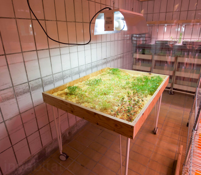 Space10, IKEA, IKEA Space10, hyrdoponics, IKEA hydroponics, Space10 hydroponics, sustainable eating, sustainable farming, indoor farming, hydroponics farming, hydroponics, farm to table, sustainable growing, sustainable dining, sustainable restaurants, mealworm hamburger, bugburger, suprise fries, Simon Perez