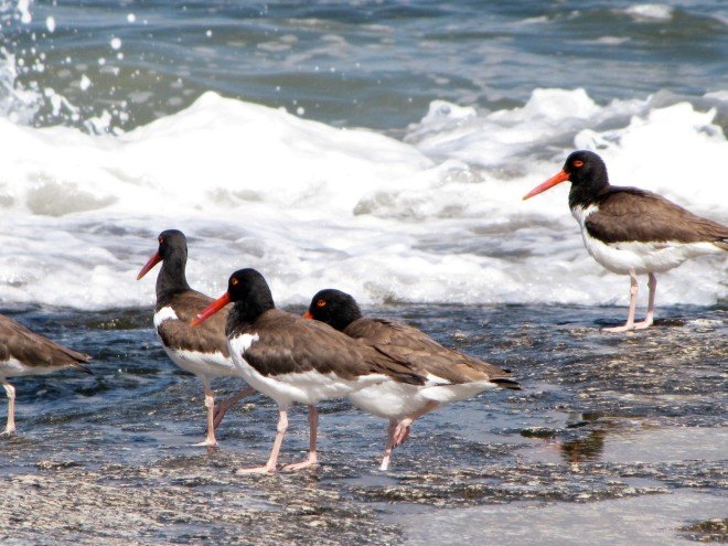 Uruguay, Uruguay birds, Jose Ignacio birds