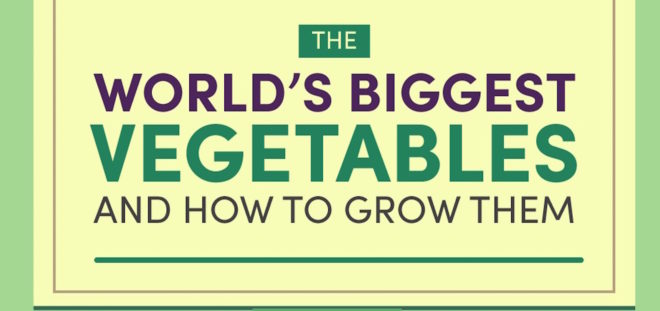 The Greenhouse People, world’s biggest vegetables, reader submitted content, Guinness World Record, Beni Meier, world’s largest pumpkin, how to grow big vegetables, infographic