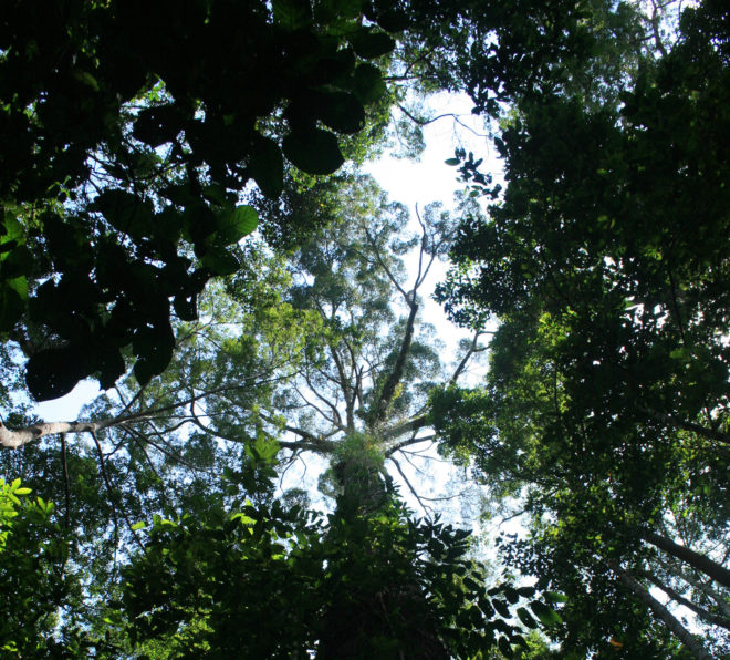 Tree, tallest tropical tree, tall tree, Yellow Meranti, Minecraft tree, Malaysia, Sabah, conservation, deforestation, University of Cambridge