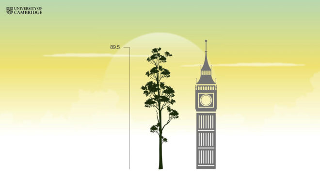Tree, tallest tropical tree, tall tree, Yellow Meranti, Minecraft tree, Malaysia, Sabah, conservation, deforestation, University of Cambridge, Big Ben