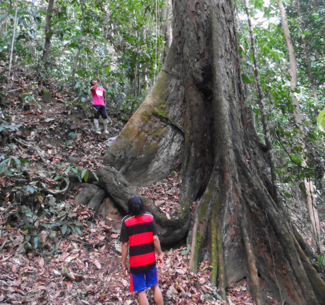 Tree, tallest tropical tree, tall tree, Yellow Meranti, Minecraft tree, Malaysia, Sabah, conservation, deforestation, University of Cambridge
