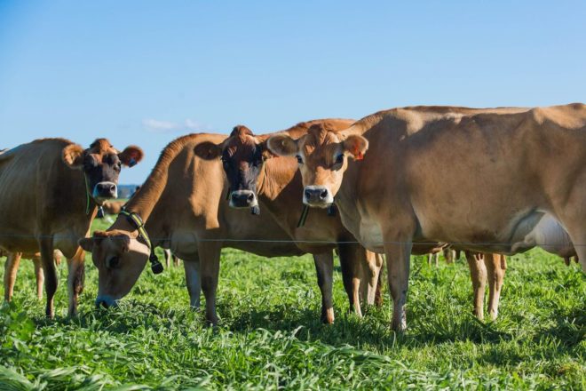 australia, made by cow, raw milk, milk, dairy cows, cold pressed milk, cold processed raw milk, safe raw milk, raw milk laws, selling raw milk, saxon joye