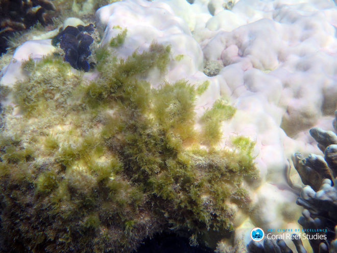 coral bleaching, great barrier reef, global warming, climate change, oceans, ocean temperature, australia, el nino
