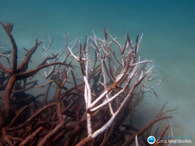 coral bleaching, great barrier reef, global warming, climate change, oceans, ocean temperature, australia, el nino