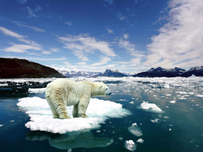 Polar bear on melting sea ice, climate change, global warming