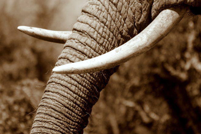 european union, eu, african elephant coalition, elephants, elephant ivory, ivory trade, poaching, poachers, global ban on ivory trade, international ivory ban, cites, endangered species, wildlife protection