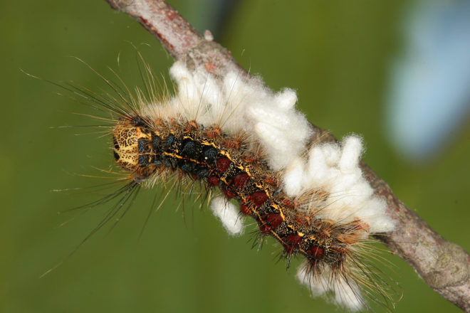 Gypsy moth caterpillar, caterpillar, caterpillars, caterpillar infestation, caterpillar population boom, New England, Rhode Island, NASA Earth Observatory, NASA, satellite images