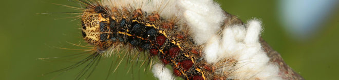 Gypsy moth caterpillar, caterpillar, caterpillars, caterpillar infestation, caterpillar population boom, New England, Rhode Island, NASA Earth Observatory, NASA, satellite images