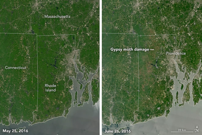 Gypsy moth caterpillar, caterpillar, caterpillars, caterpillar infestation, caterpillar population boom, New England, Rhode Island, NASA Earth Observatory, NASA, satellite images