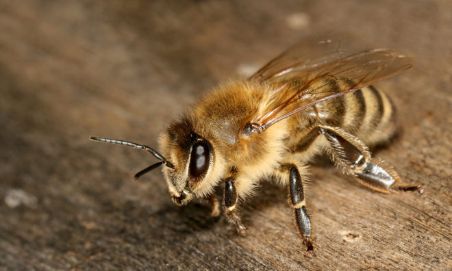 Honeybee, honeybees, bees, bee, drones, insects, insecticide, research, scientific research, neonicotinoids, neonicotinoid insecticides, pesticides