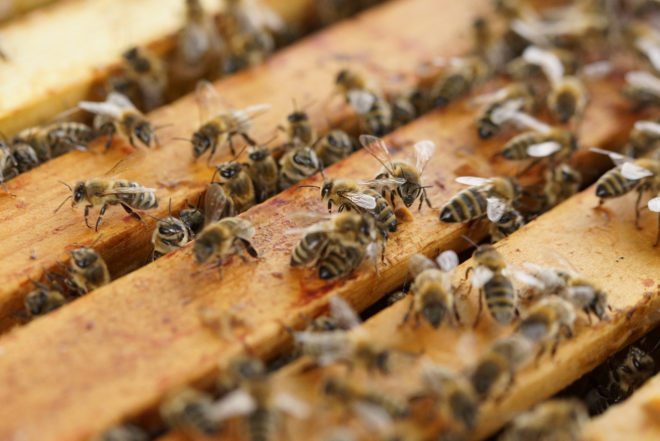 Honeybee, honeybees, bees, bee, drones, insects, insecticide, research, scientific research, neonicotinoids, neonicotinoid insecticides, pesticides