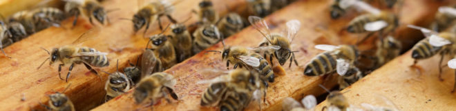 Honeybee, honeybees, bees, bee, drones, insects, insecticide, research, scientific research, neonicotinoids, neonicotinoid insecticides, pesticides