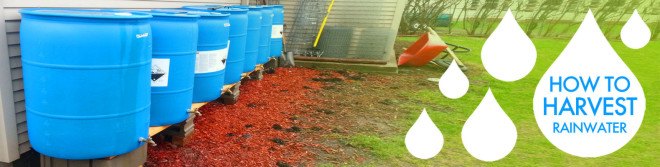 rain barrels, rain water catchement, harvest rainwater, harness rainwater, rainwater collection, runoff collection, water conservation, renewable resources, better water use, swales, carnivorous plants rainwater, mushrooms rainwater, green mulch rainwater, green mulch, living mulch rainwater, living mulch, rain barrels