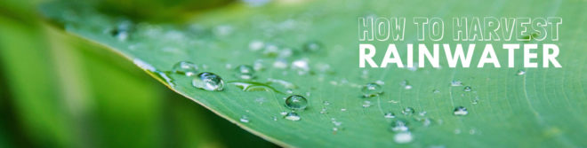 harvest rainwater, harness rainwater, rainwater collection, runoff collection, water conservation, renewable resources, better water use, swales, carnivorous plants rainwater, mushrooms rainwater, green mulch rainwater, green mulch, living mulch rainwater, living mulch, rain barrels